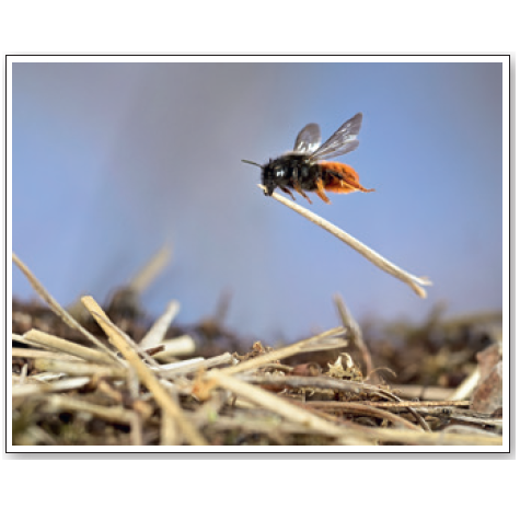 Wildlife Photographer of the Year 59 Mini Print Mason Bee at Work