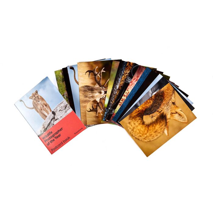 Wildlife Photographer of the Year 61 Postcard Book – Bristol Museums